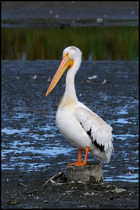 _0SB3317 american white pelican.jpg